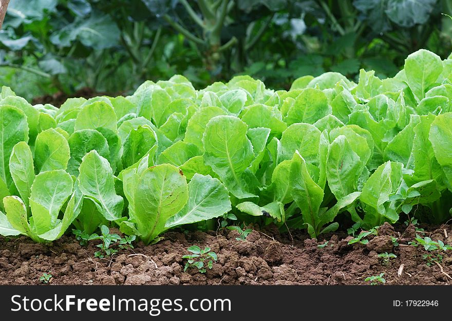 Green nature Chinese cabbage field