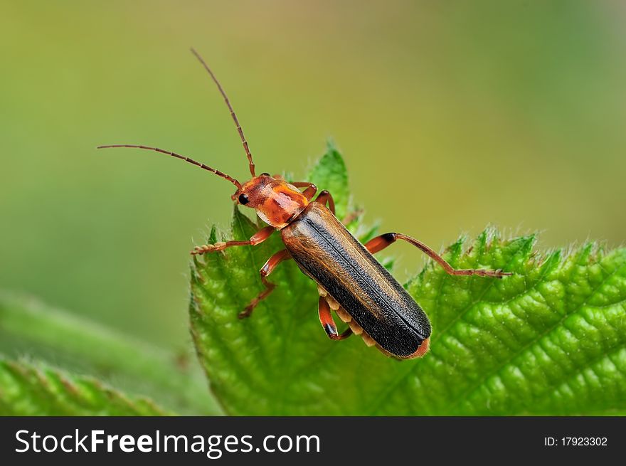 A beetle is resting on a leaf