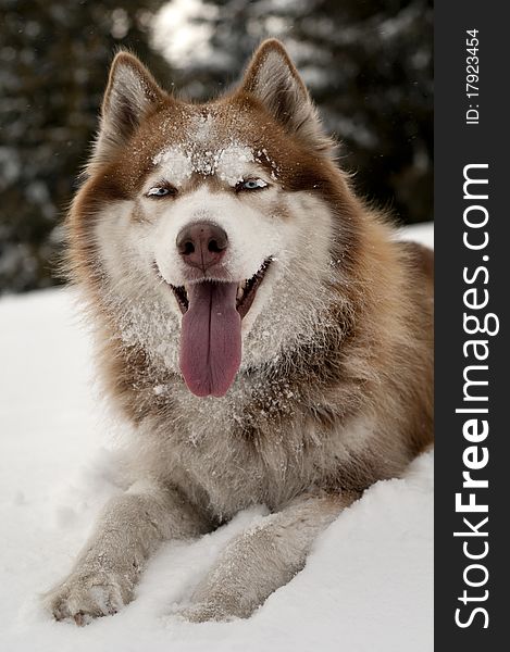 Siberian Husky resting on the snow in the forest.