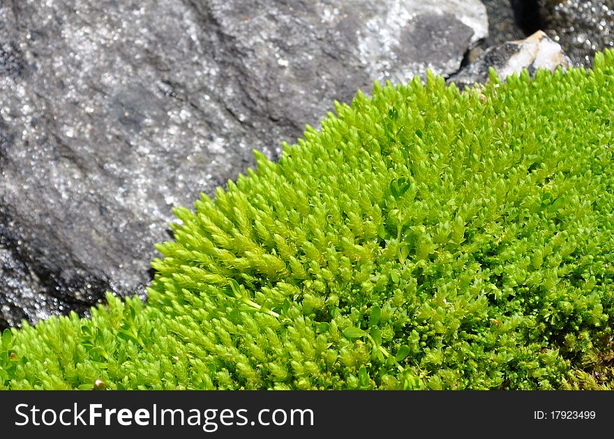 Light green moss