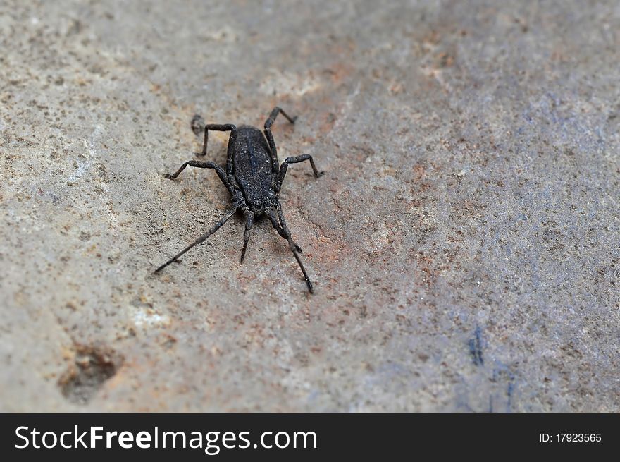 A spider is resting on stone