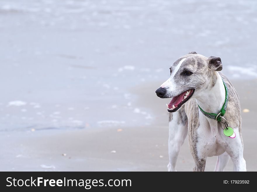 Beautiful Whippet On Shore With Copy Space