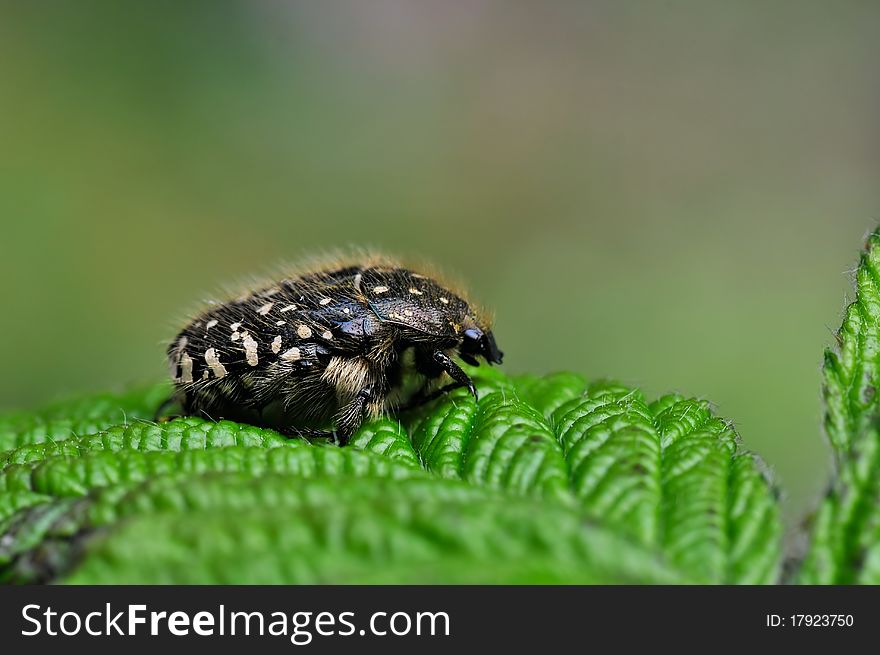 A beetle is resting on a leaf