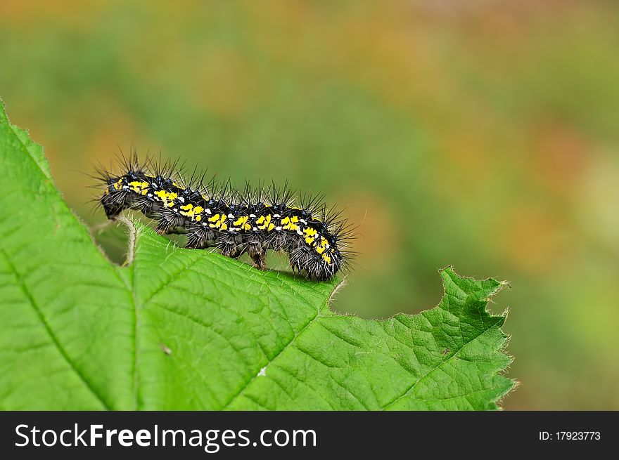 A caterpillar is resting on a leaf