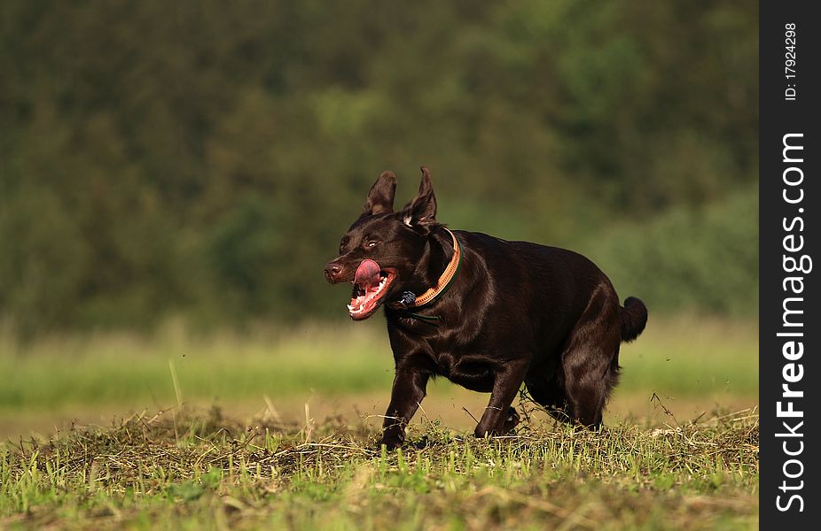 Black dog runs to retrieve it and the Tongue sticking out in a beautiful sunny day in the meadow