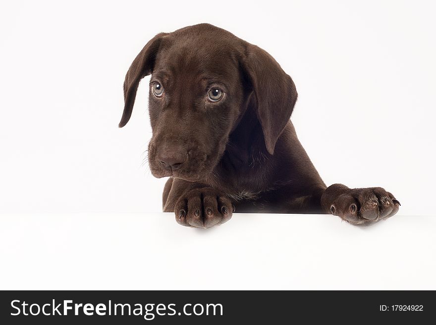 German shorthaired pointer on white background with space for text.