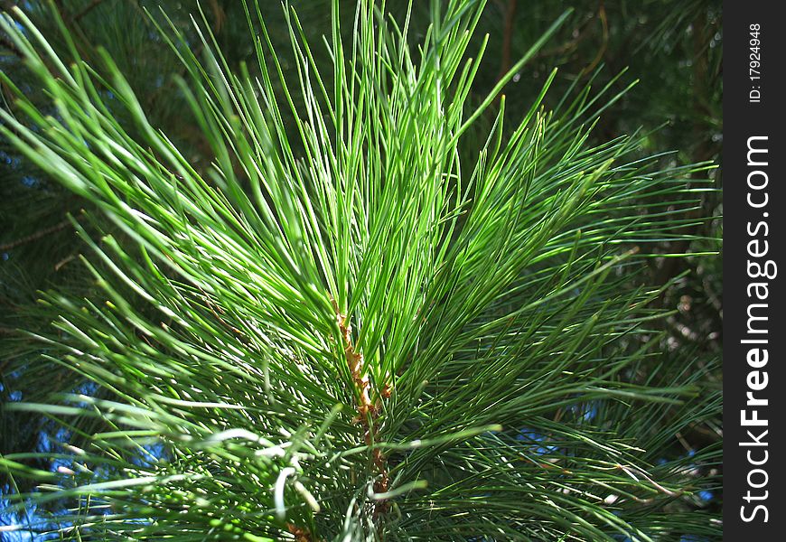 This is green branch of fir. Close up