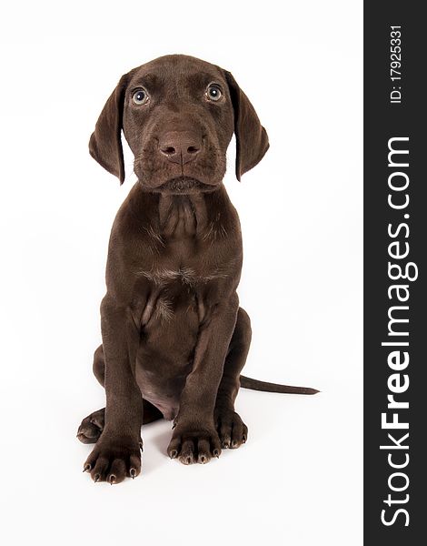 German shorthaired pointer sits on white background .