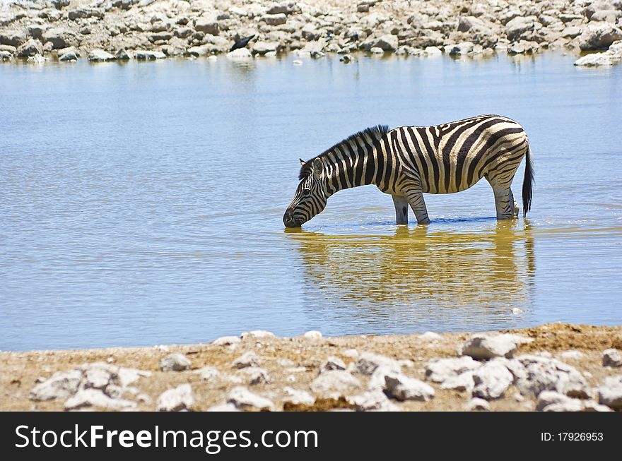 Zebra drinking at waterhole in Etosha national park