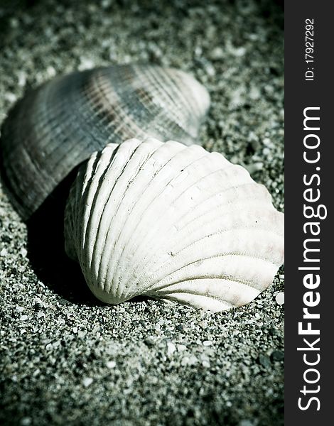 Vintage sea shells with sand as background. Vintage sea shells with sand as background