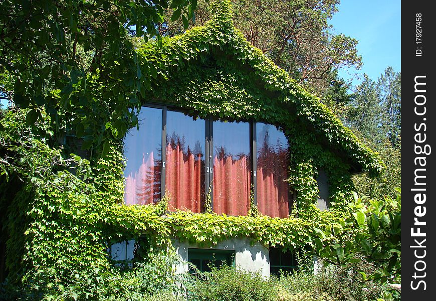 A cottage window surrounded by ivy