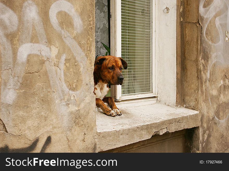 Dog peeking out of a window. Dog peeking out of a window