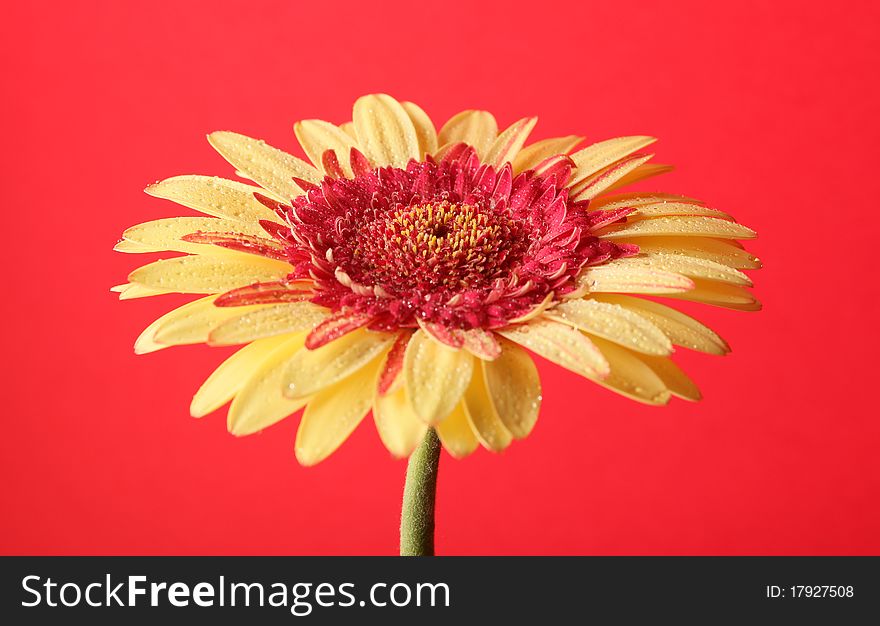 Yellow gerbera on red background. Yellow gerbera on red background