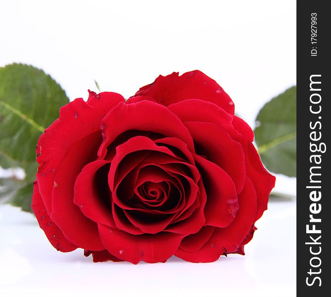 Red rose on white background