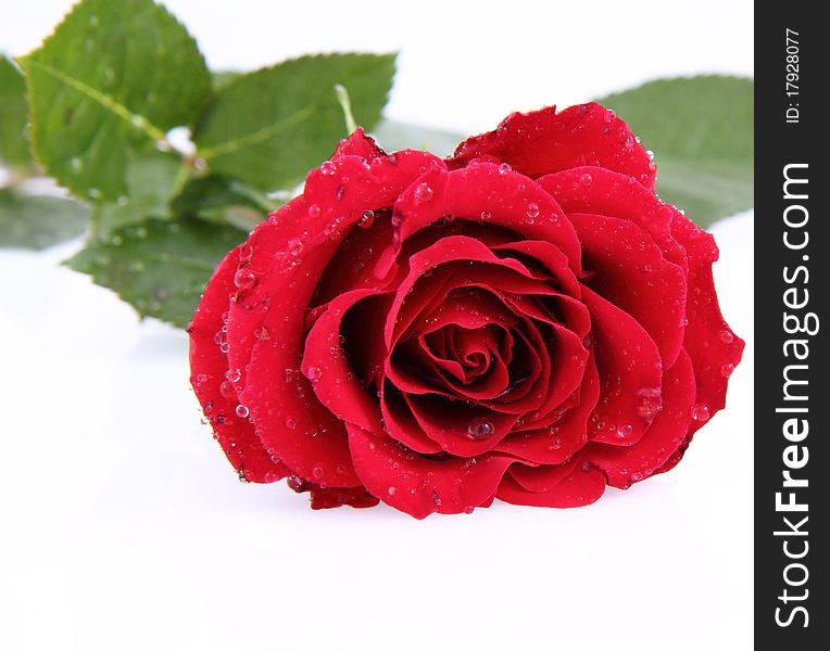 Red rose covered with drops of water on a white background