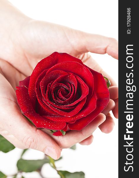 Female hands stretched, red flower. Female hands stretched, red flower
