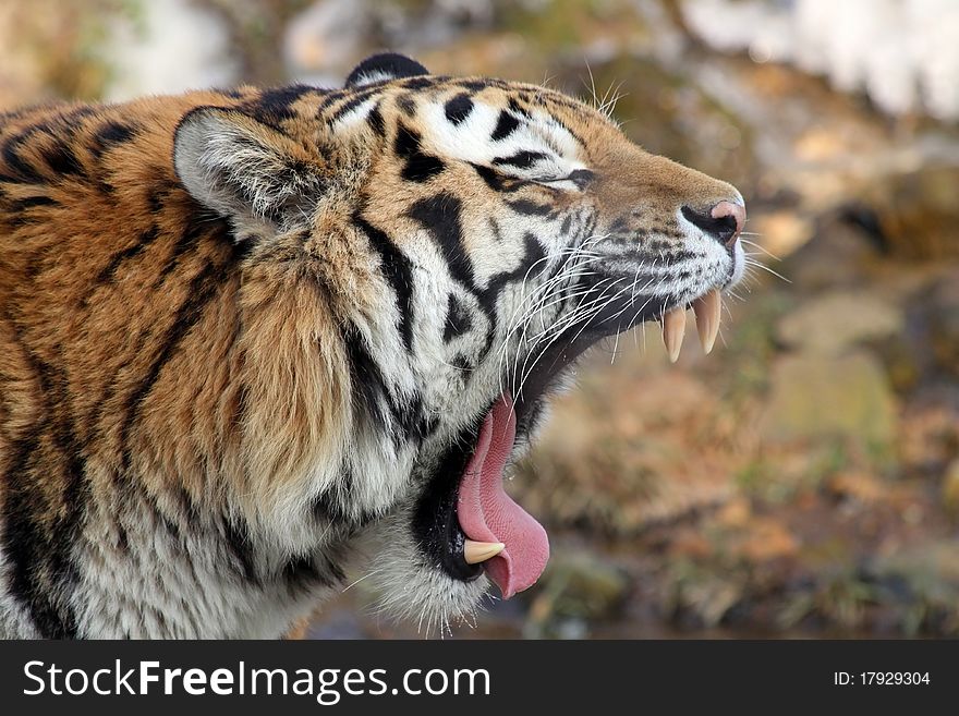 Close-up view of an Siberian tiger, roaring. Close-up view of an Siberian tiger, roaring