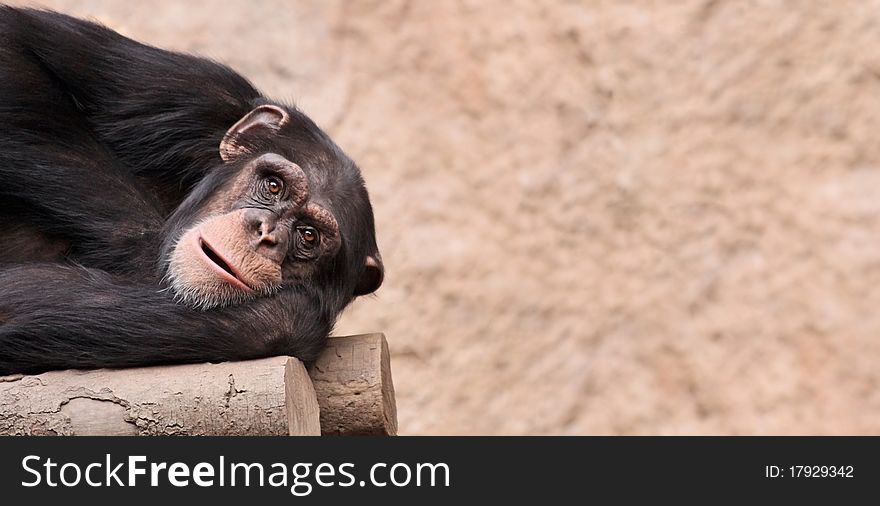 Portrait of a young Chimpanzee with copy space. Portrait of a young Chimpanzee with copy space