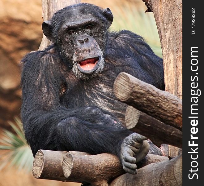 Portrait of an old male Chimpanzee. Portrait of an old male Chimpanzee