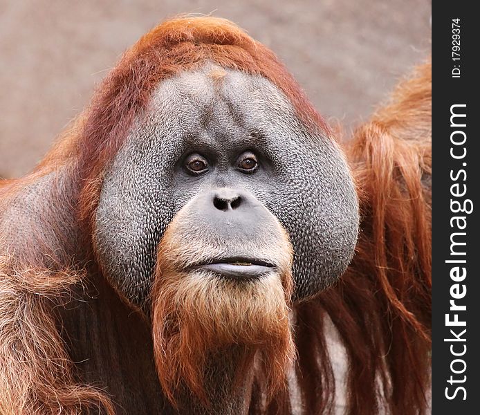 Portrait of an old male Orangutan. Portrait of an old male Orangutan