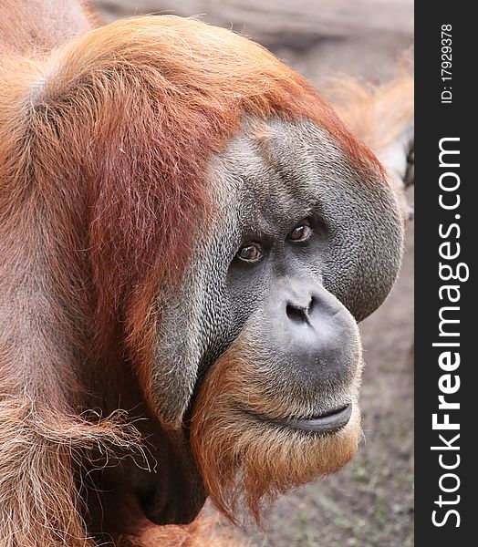 Portrait of an old male Orangutan. Portrait of an old male Orangutan