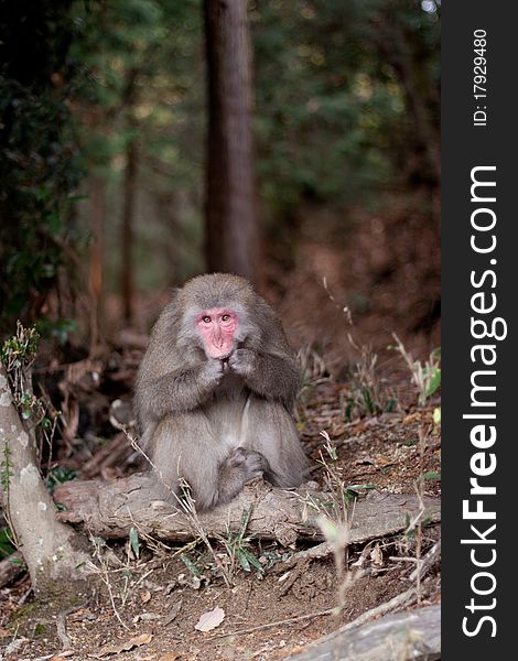 A monkey in a Japanese autumn forest