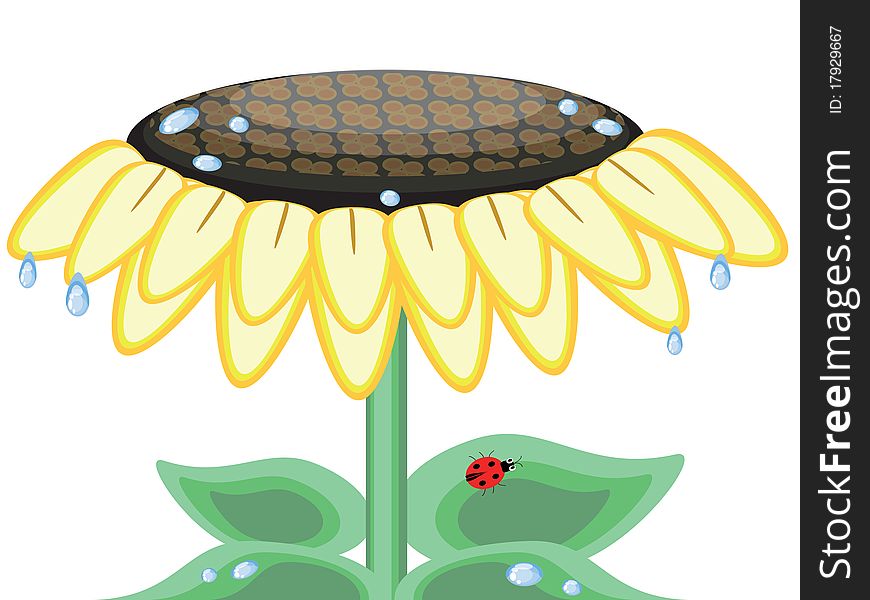 Big flower Sunflower with water drops. Big flower Sunflower with water drops