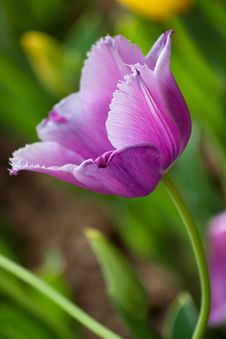 Violet Tulip Royalty Free Stock Photography Violet Tulip Royalty Free Stock Photography