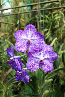 Violet Orchid Stock Photos Violet Orchid Stock Photos