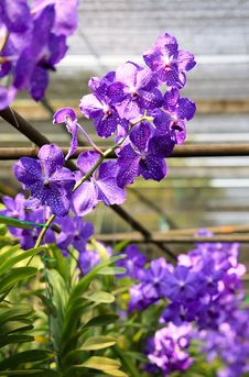 Violet Orchid Royalty Free Stock Photos Violet Orchid Royalty Free Stock Photos
