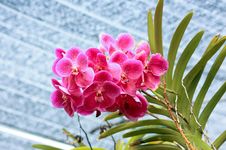 Red Orchid Stock Photography Red Orchid Stock Photography