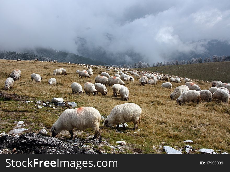 Mountain landscape with sheep and clouds