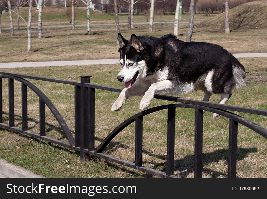 A jumping black and white husky in the park. A jumping black and white husky in the park