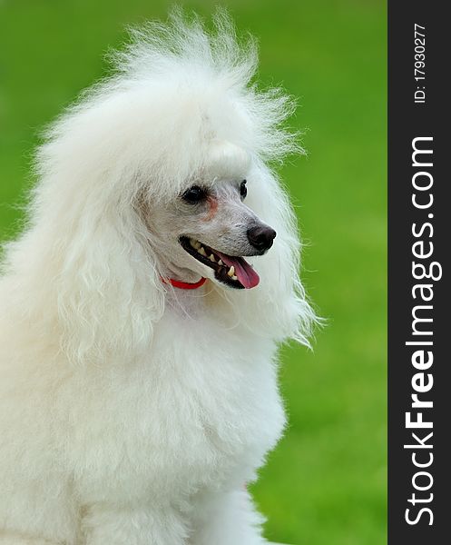 Portrait of dog on a green background