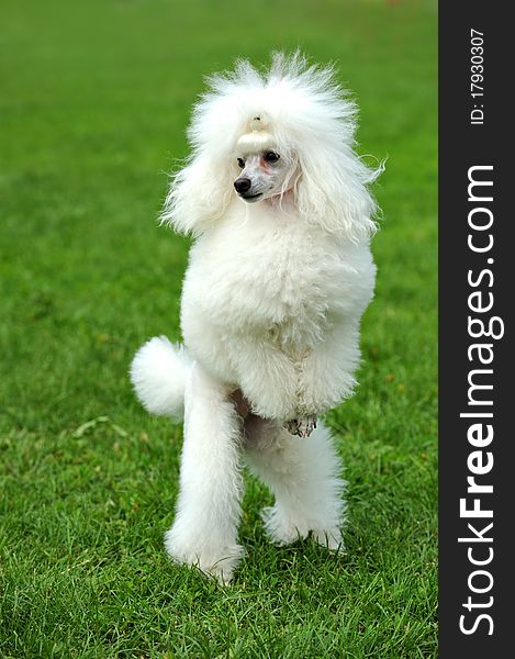 Portrait of dog on a green background