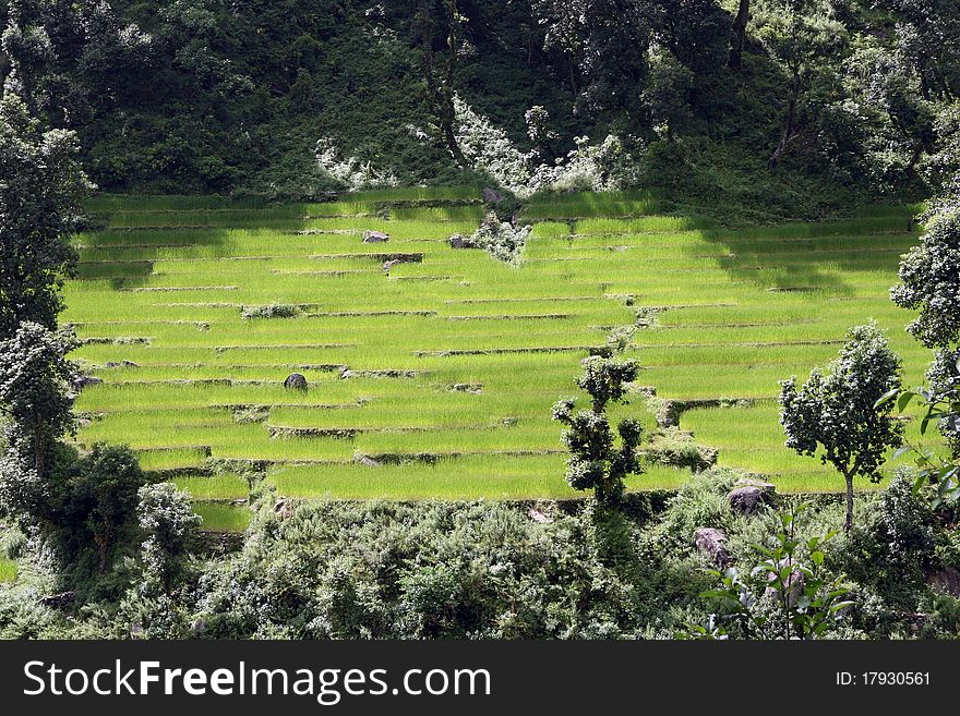 Rice fields in high mountains of Nepal