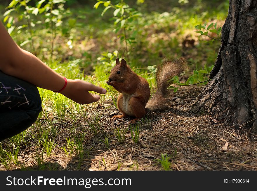 Girl feed squirrel on park near tree. . Girl feed squirrel on park near tree.