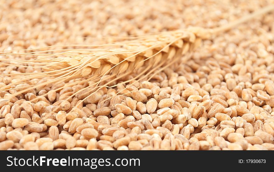 Wheat grain close up background texture