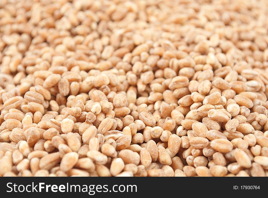 Wheat grain close up background texture