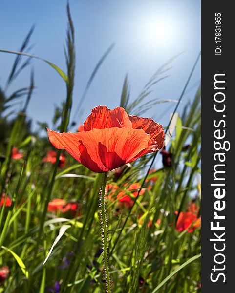 Poppy field background with sunlight