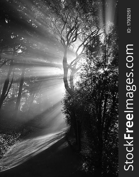 Black and White of a tree with the sun's rays filtering through mist. Black and White of a tree with the sun's rays filtering through mist