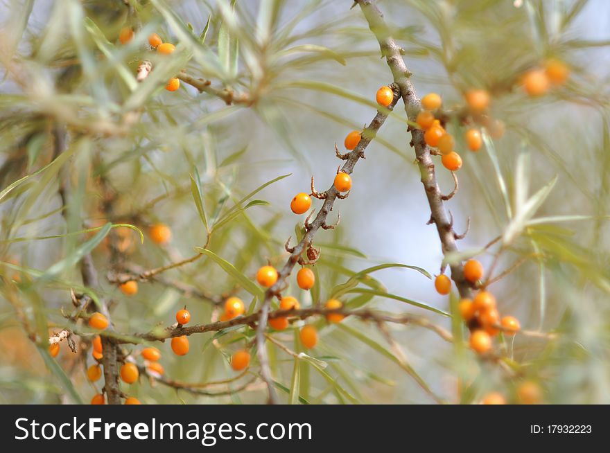 Twig and berries of sea buckthorn