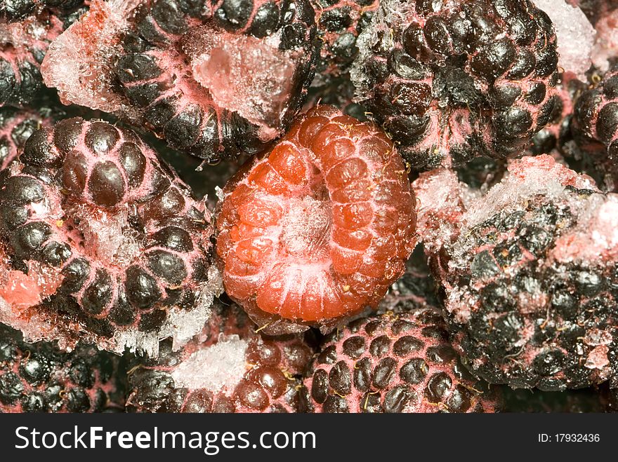 The frozen raspberry and bilberry. Fruit are covered with ice and a snow.