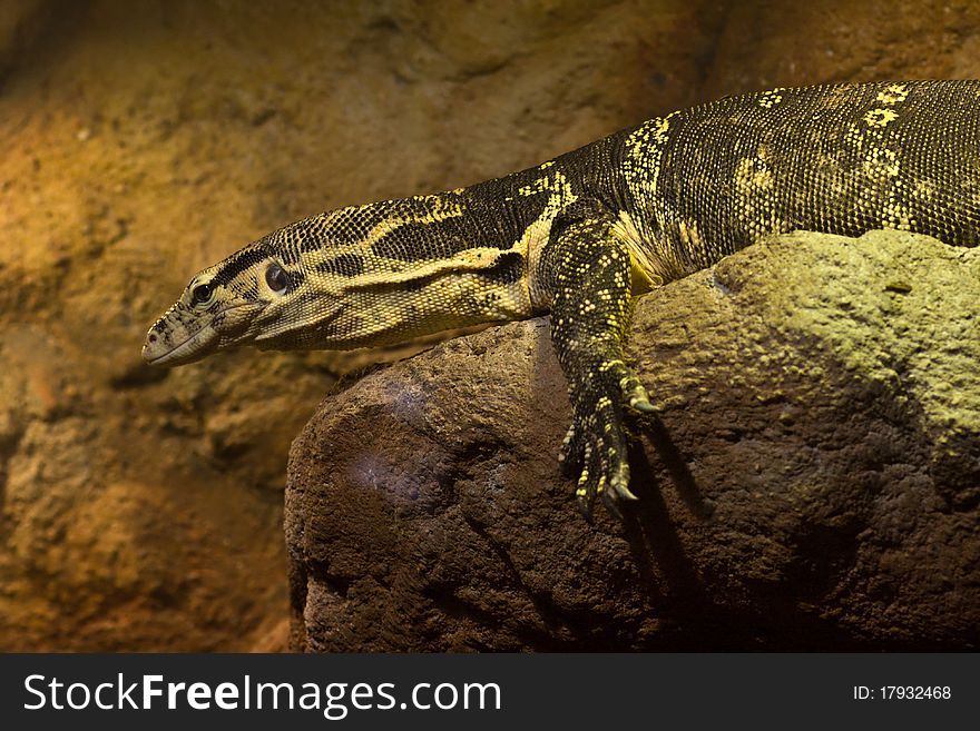 The varan lizard lying on a rock