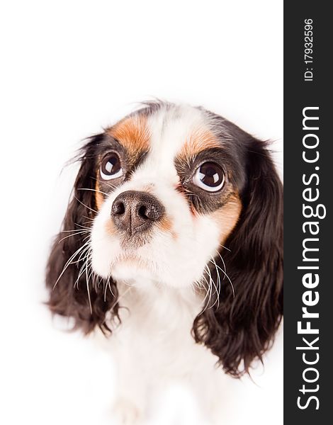 Photo of a cavalier king charles spaniel dog on white isolated background. Photo of a cavalier king charles spaniel dog on white isolated background