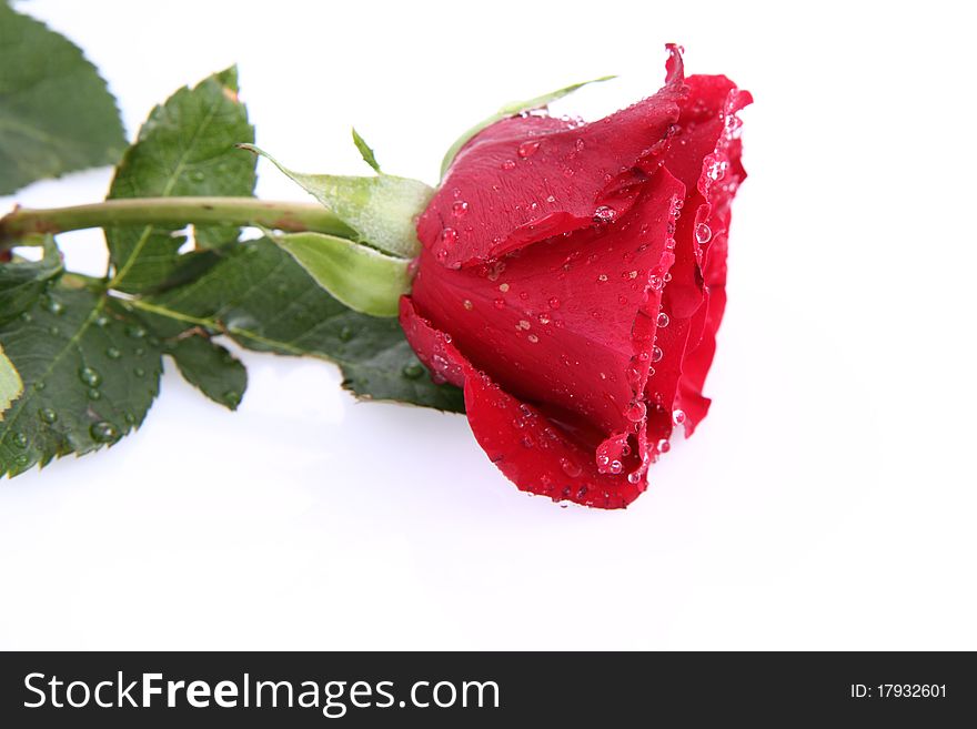 Red rose covered with drops of water on a white background