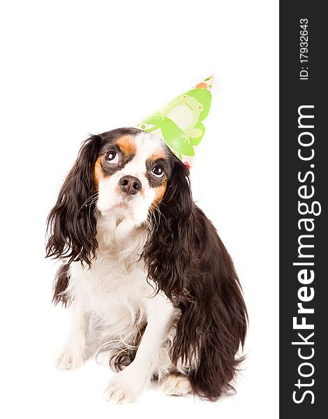 Photo of a cavalier king charles spaniel dog on white isolated background. Photo of a cavalier king charles spaniel dog on white isolated background