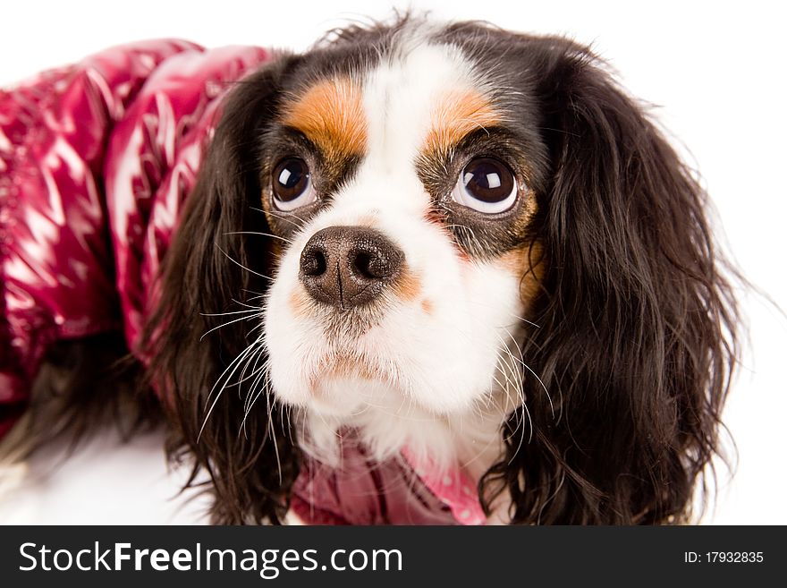 Photo of a cavalier king charles spaniel dog on white isolated background. Photo of a cavalier king charles spaniel dog on white isolated background