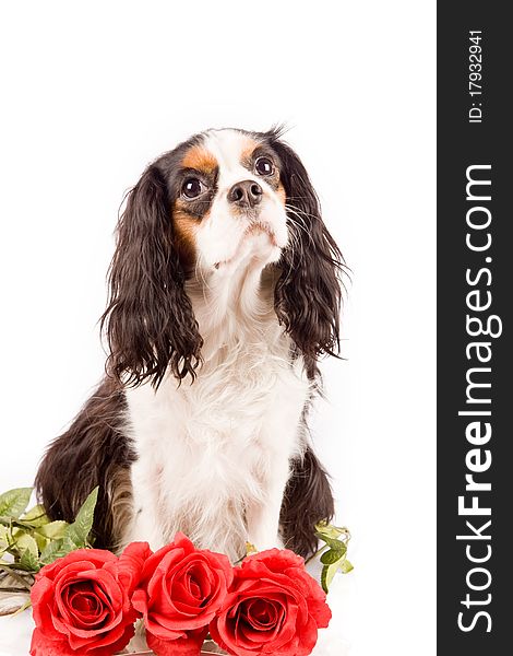 Photo of a cavalier king charles spaniel dog on white isolated background. Photo of a cavalier king charles spaniel dog on white isolated background