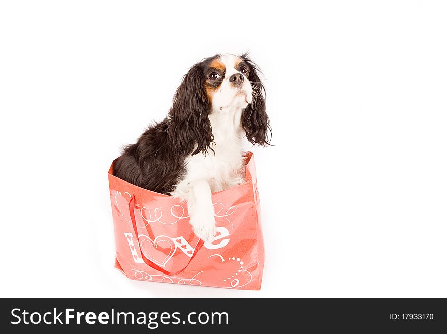 Photo of a cavalier king charles spaniel dog on white isolated background. Photo of a cavalier king charles spaniel dog on white isolated background